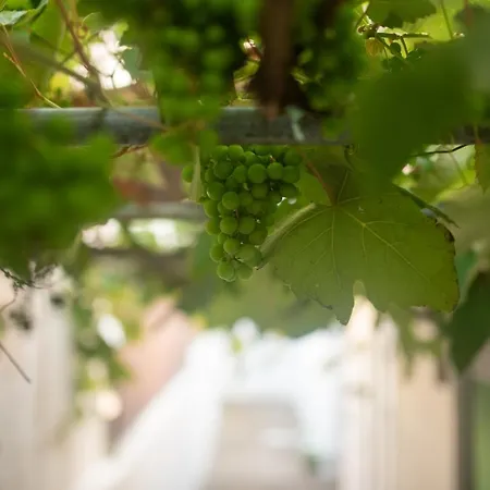 Casa Hortas Vila Franca do Campo